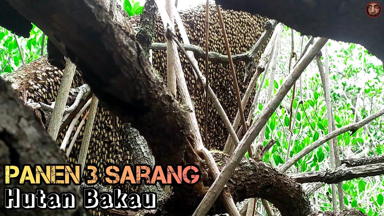 Panen 3 Sarang Lebah Hutan Bakau❗| Madu Langka Dari Indonesia❗