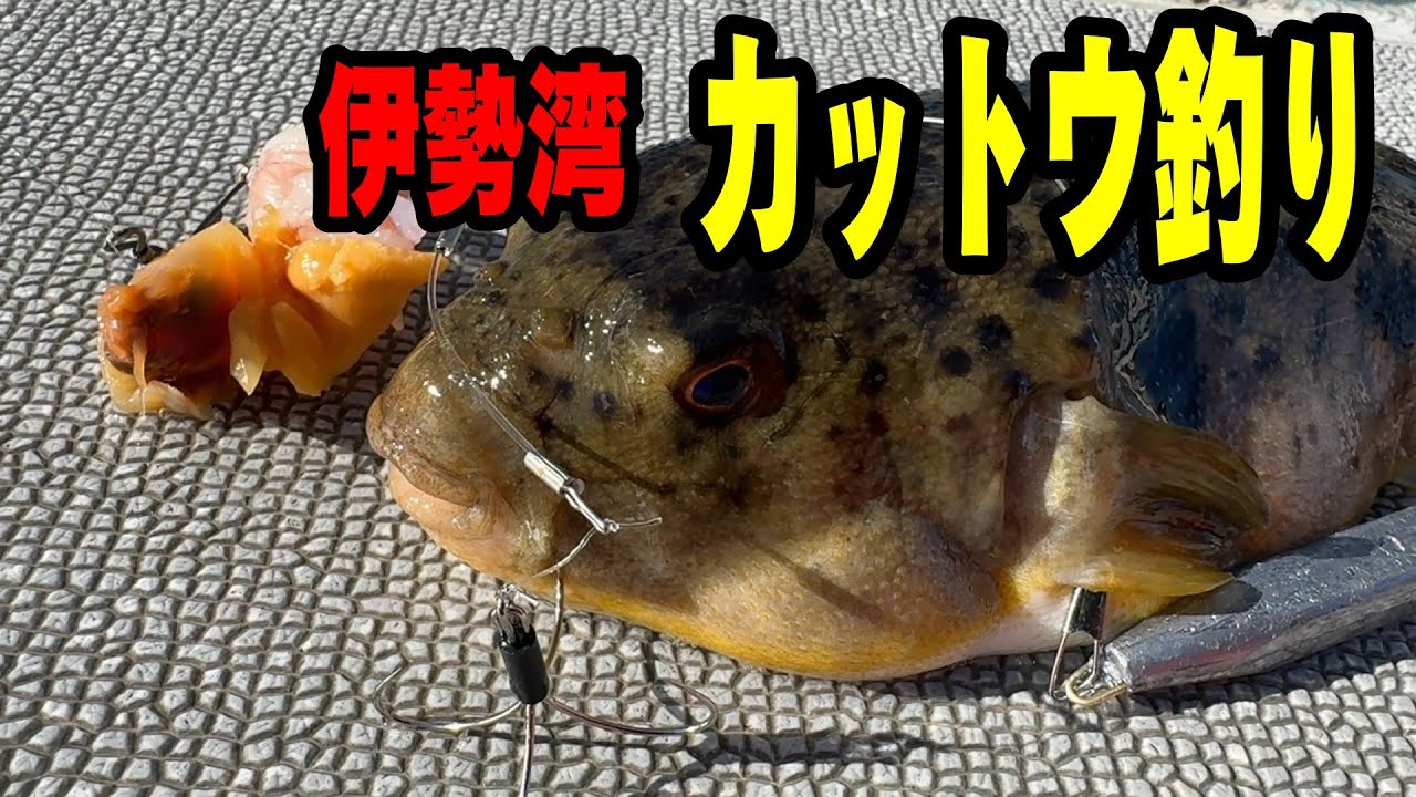《愛知・石川丸》【根掛かり上等！】知多半島沖・爆釣アカメフグカットウ2025 12 22
