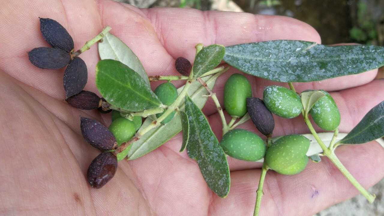 Olivo, “Cascola anomale”