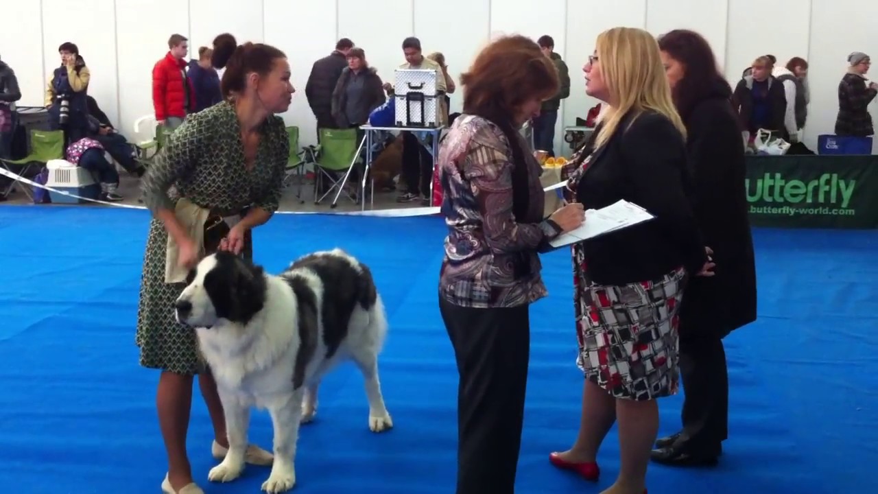 Пиренейский мастиф, собаки, Dog Show, Altoaragon Dalida, Pyrenean Mastiff (from aragon).