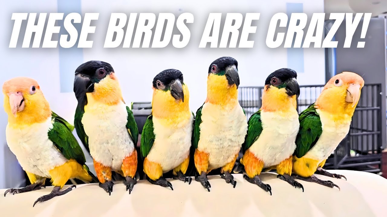 What Happens When 7 parrots Take Over the House?