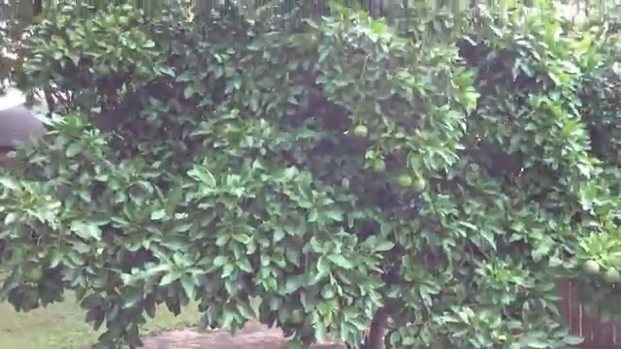 My 15 Year Old Ruby Red Grapefruit Tree From Lowes