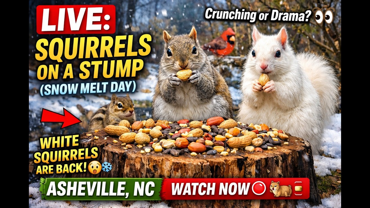 “Super Bowl Watch Party — Squirrels Edition”