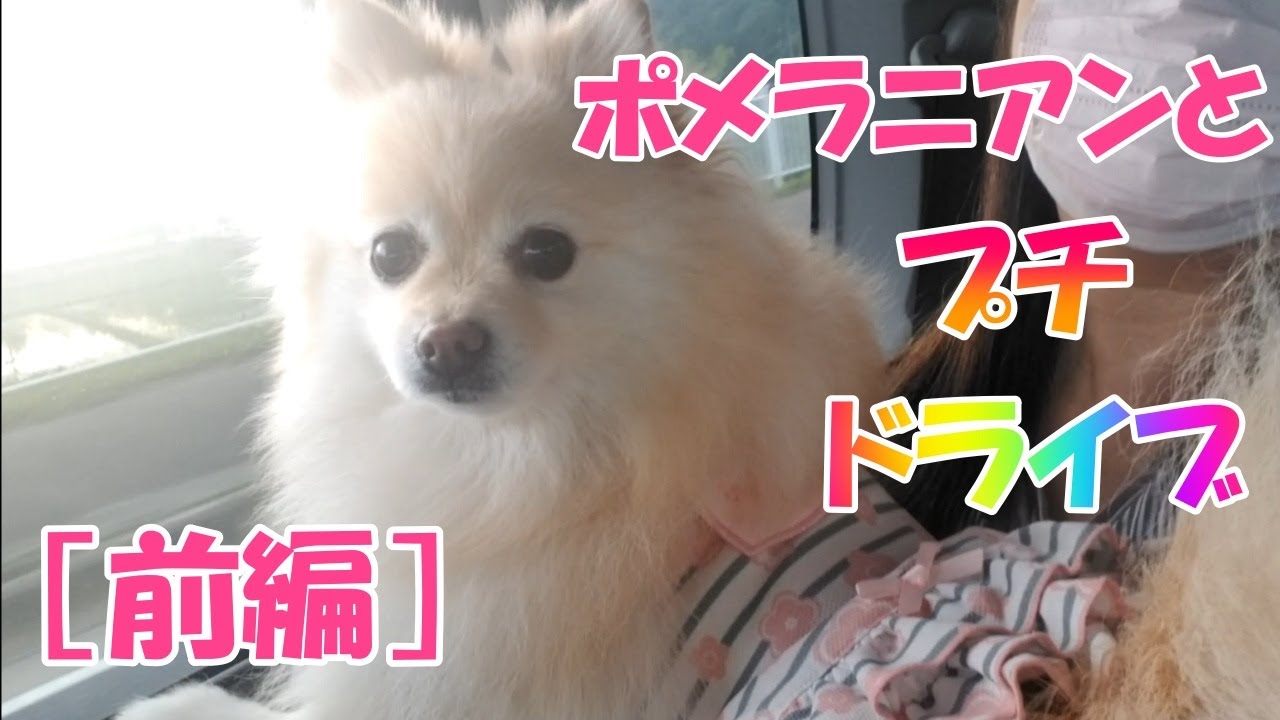 【前編】【ポメラニアン】成犬ひめとプチドライブに、行って来ました。観光地も散歩しました。