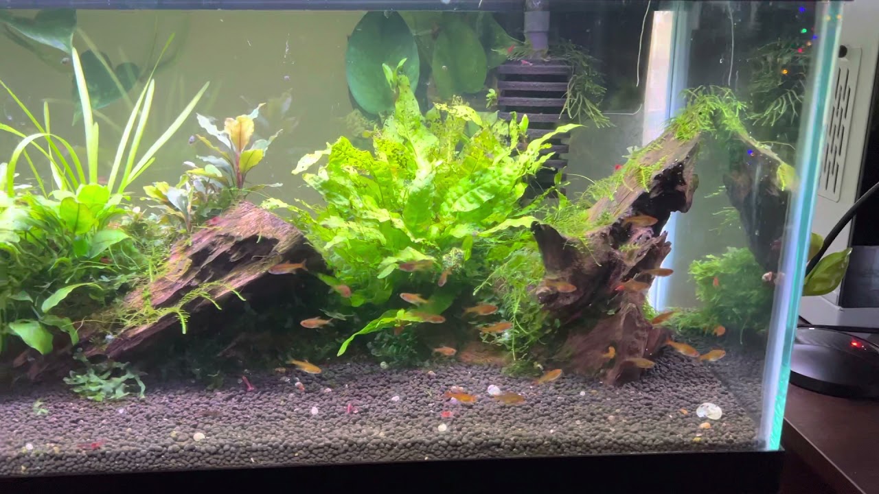 Ember Tetras living with Shrimp
