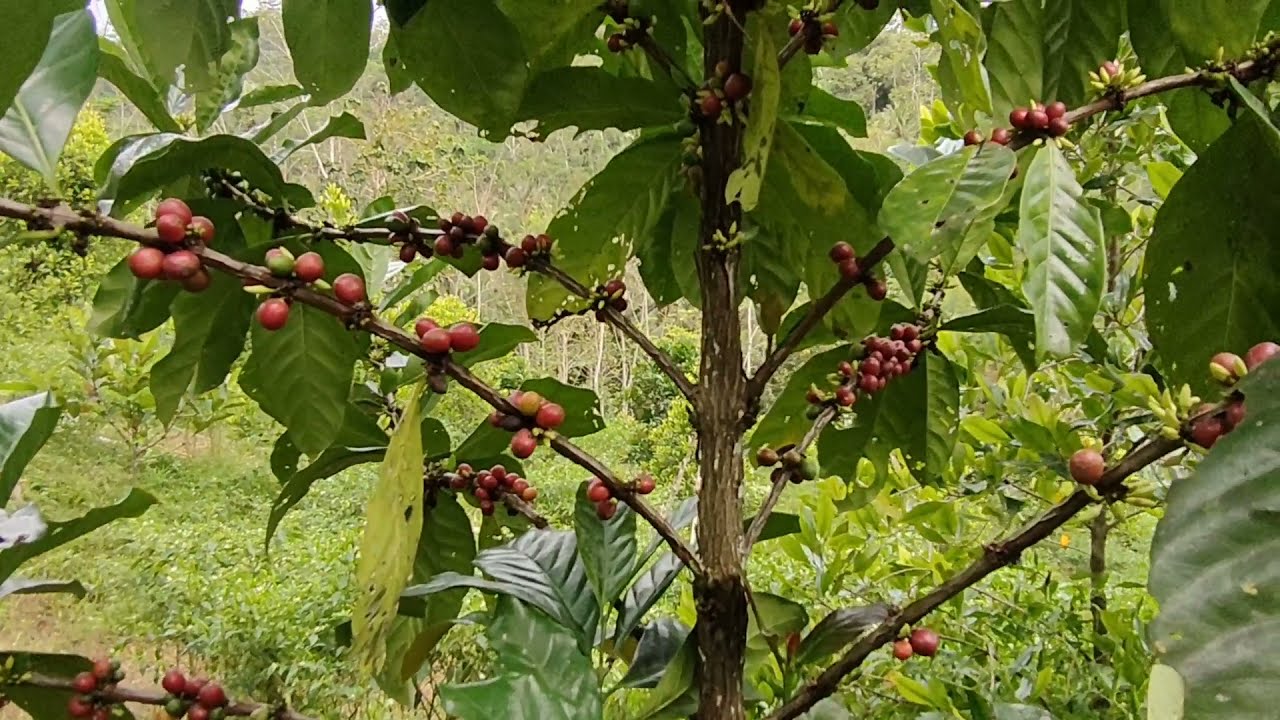 Kebun Cabe Japlak potensi wisata edukasi bidang pertanian