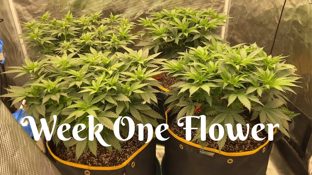 Week One of Flower - Training & Feeding Cannabis