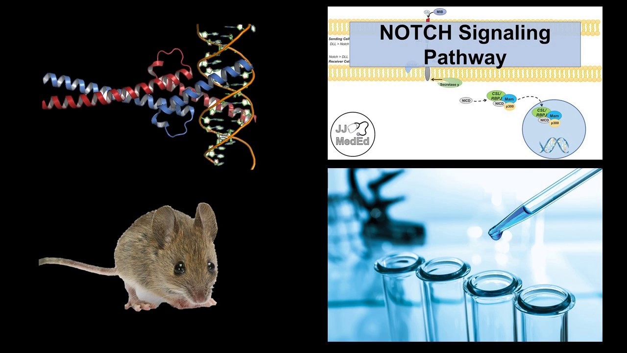 An analysis of Myc in relation to the Notch pathway