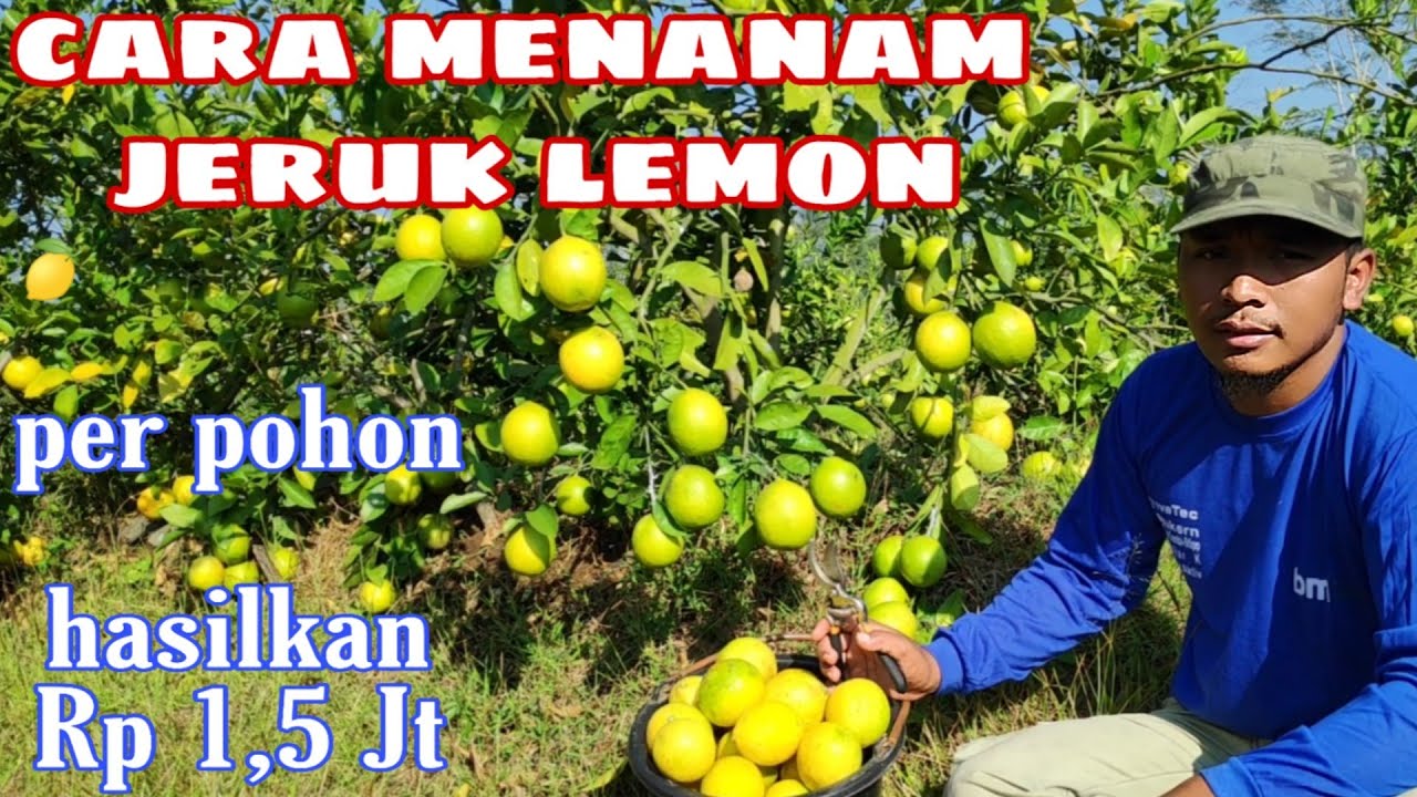 Cara menanam jeruk lemon agar cepat berbuah dan lebat