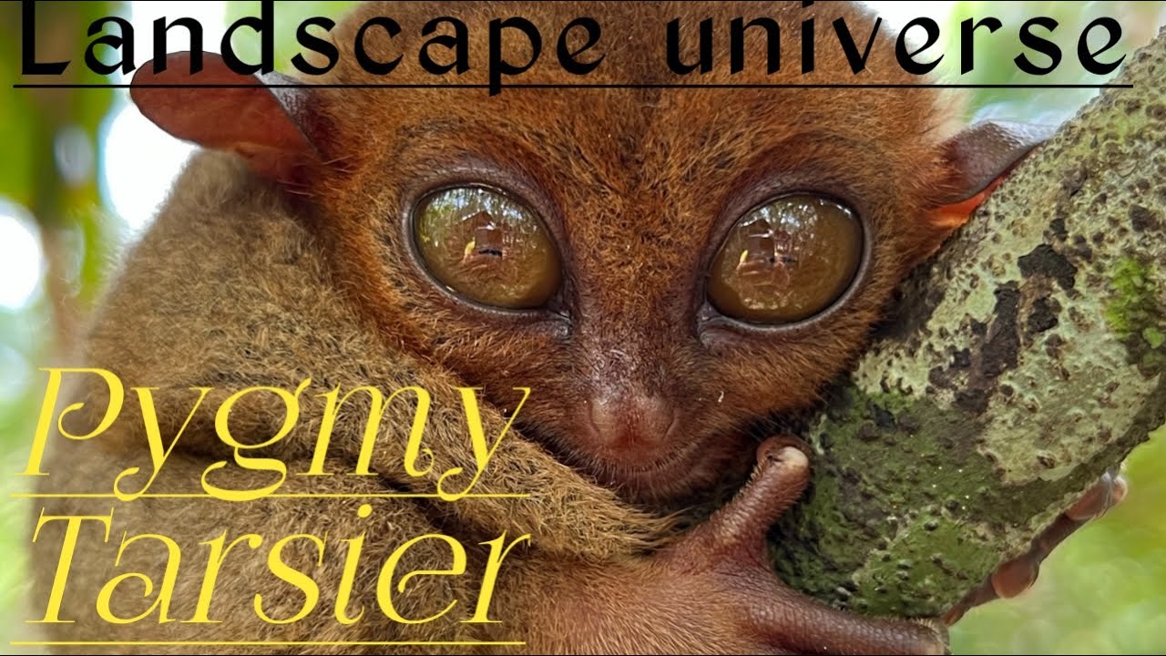 Pygmy Tarsier or Mountain Tarsier.