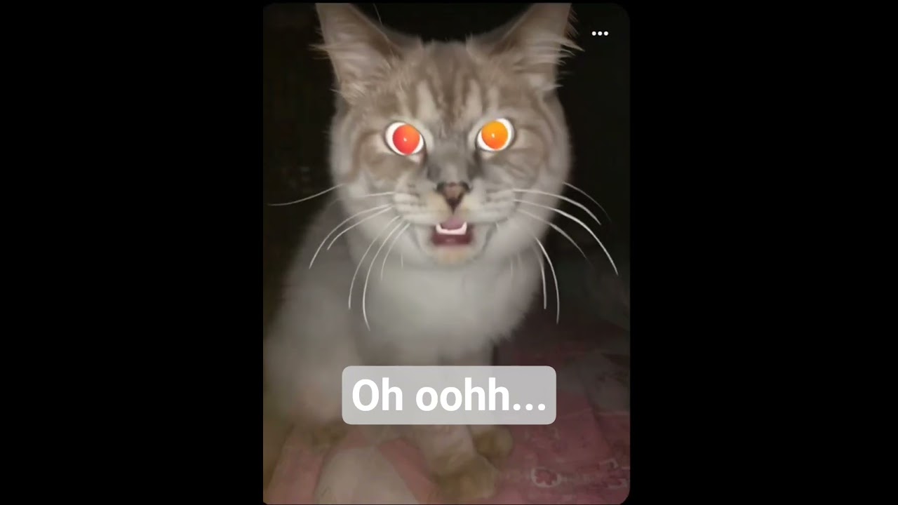 singing cat