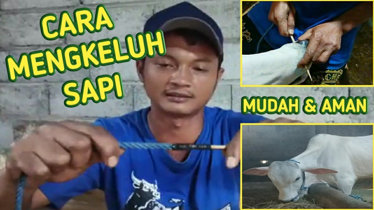 CARA DAN PROSES PEMASANGAN TALI KELUH SAPI | MUDAH DAN AMAN