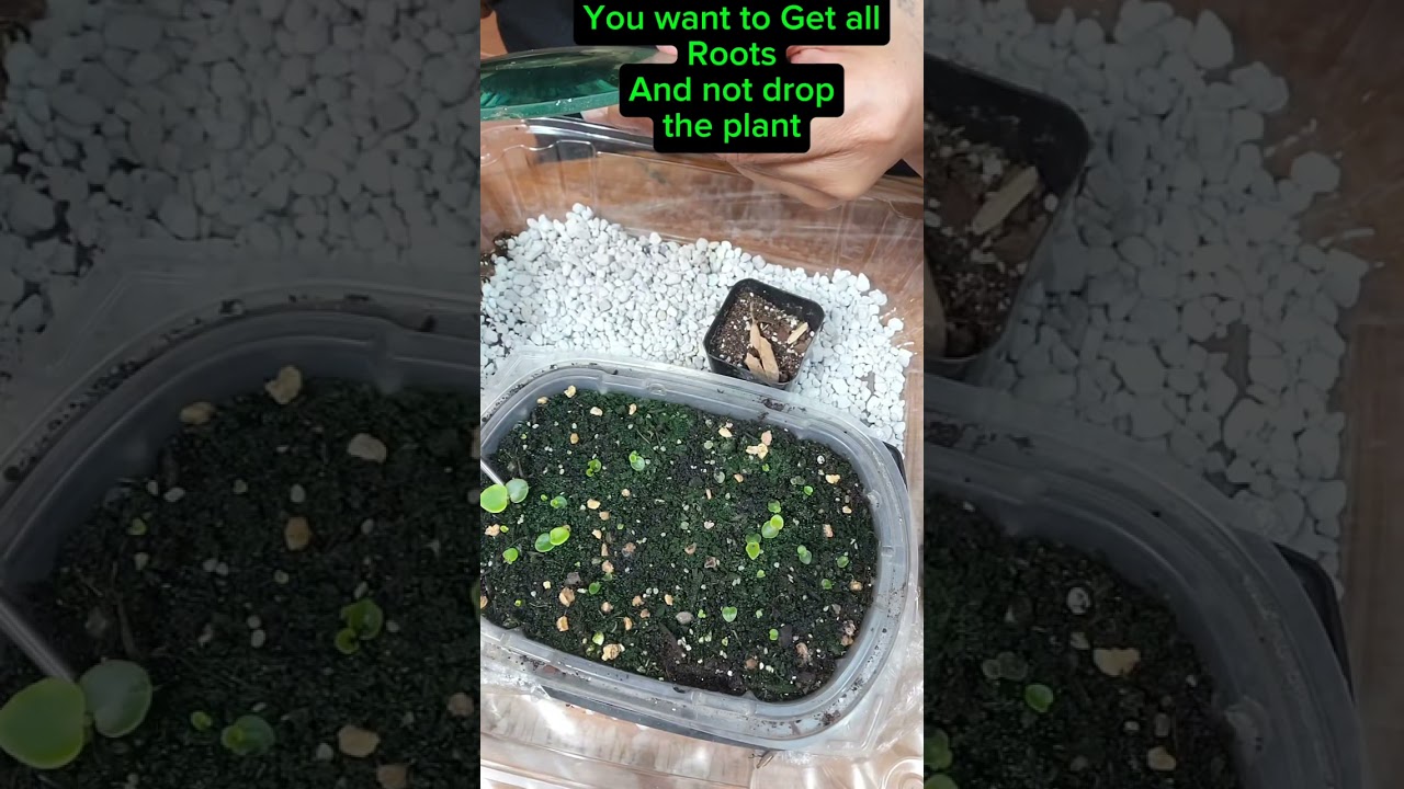 Transplantando Las Violetas Africanas De Semilla/🌸🌸🌸Transplanting The African Violets From Seeds