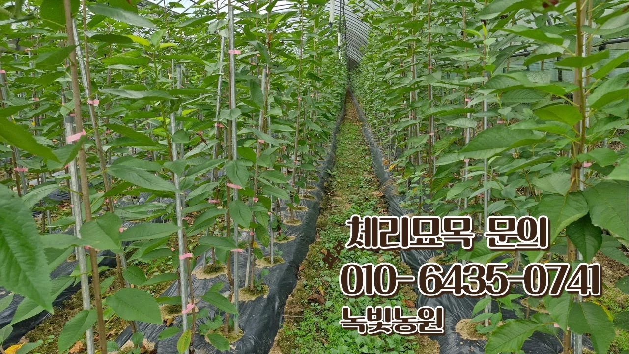 체리나무 체리묘목 식재하는 방법 (녹빛농원)
