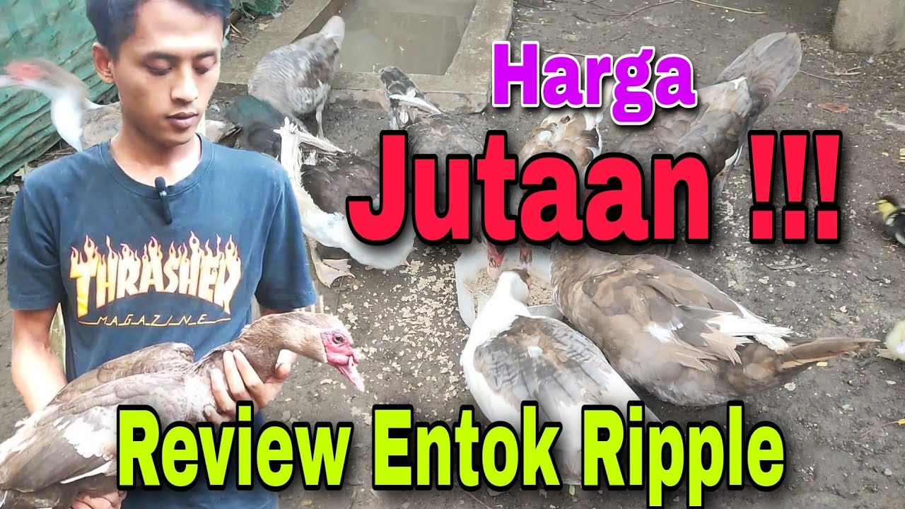 Review Jenis Entok Hias Harga Jutaan || Kandang Ketua Sederek Mentok Purworejo