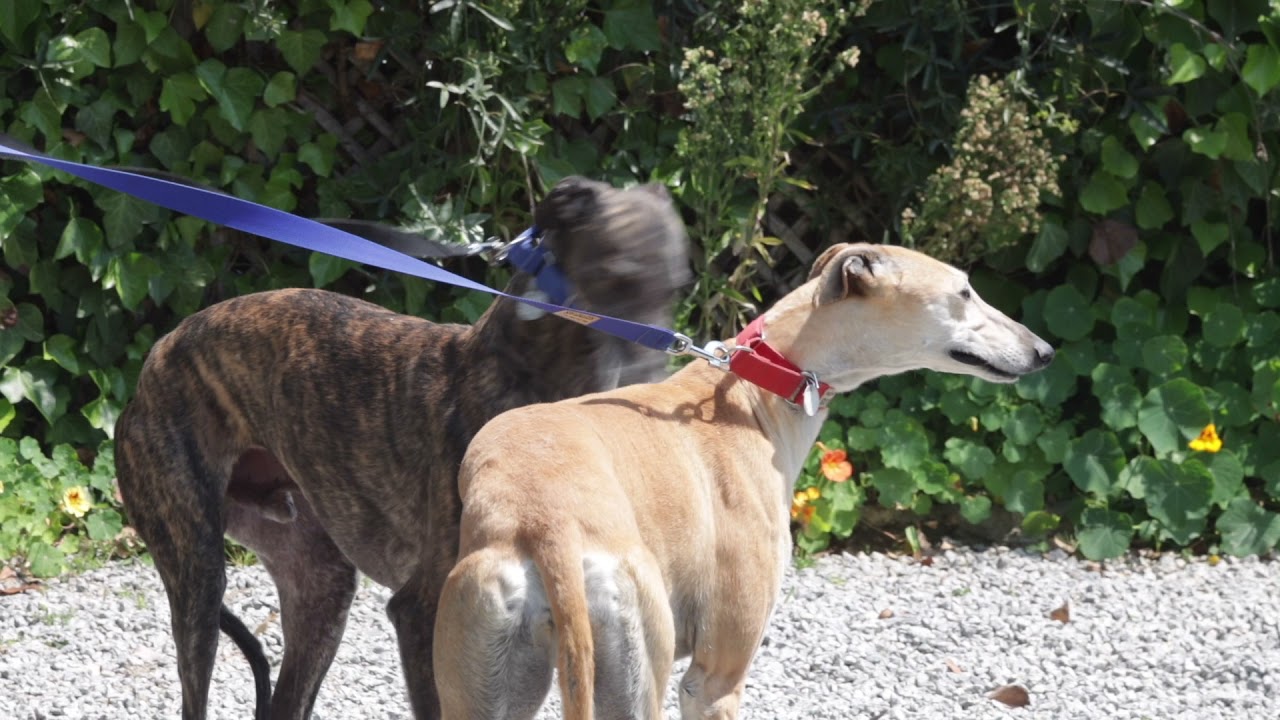 5 de mayo de 2021. Llegada de 12 galgos a Barcelona. / SOS Galgos