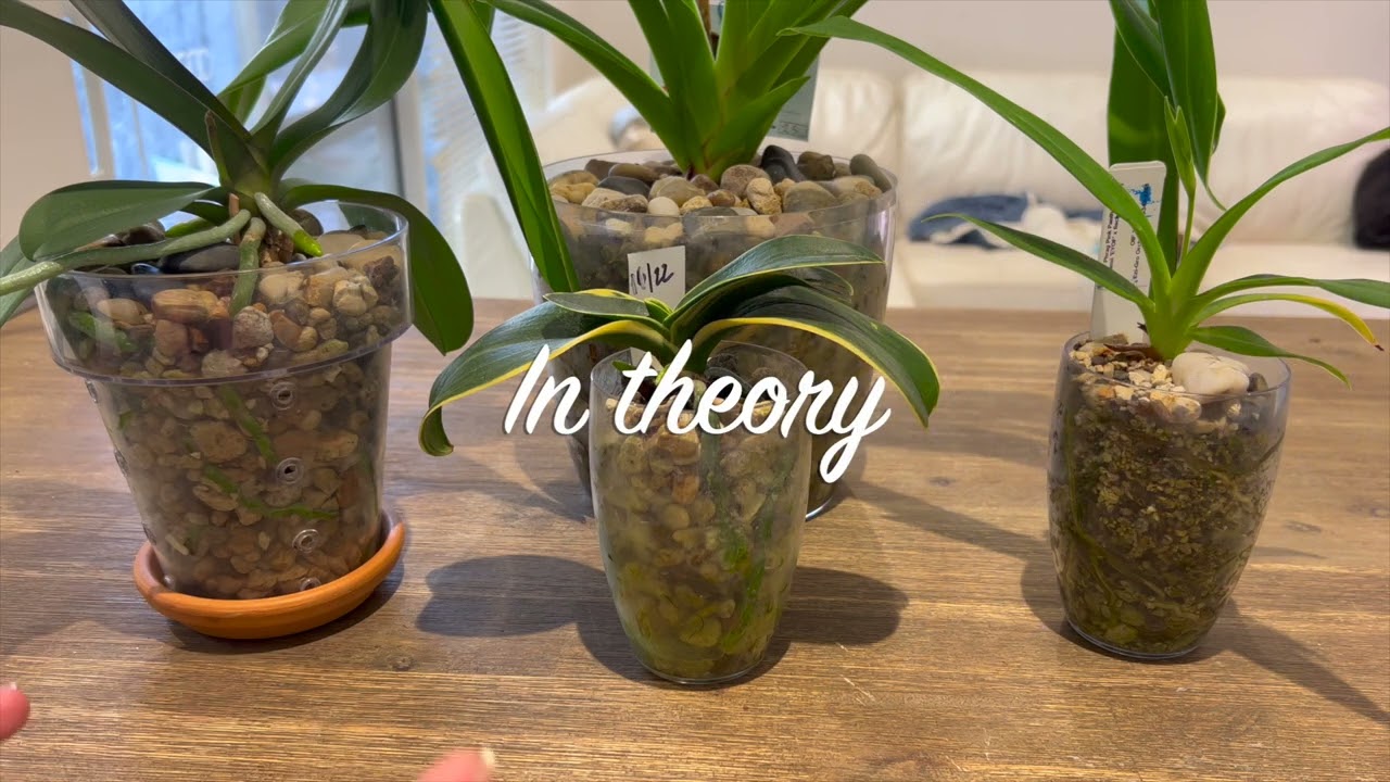 Orchid growing in pumice:   a viewer's questions answered