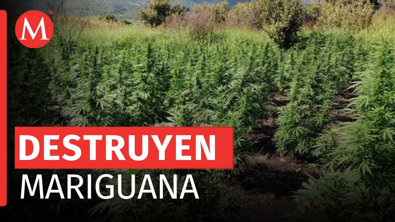 Ejército Mexicano descubre cultivo de mariguana valuado en 50 mdp en Sinaloa