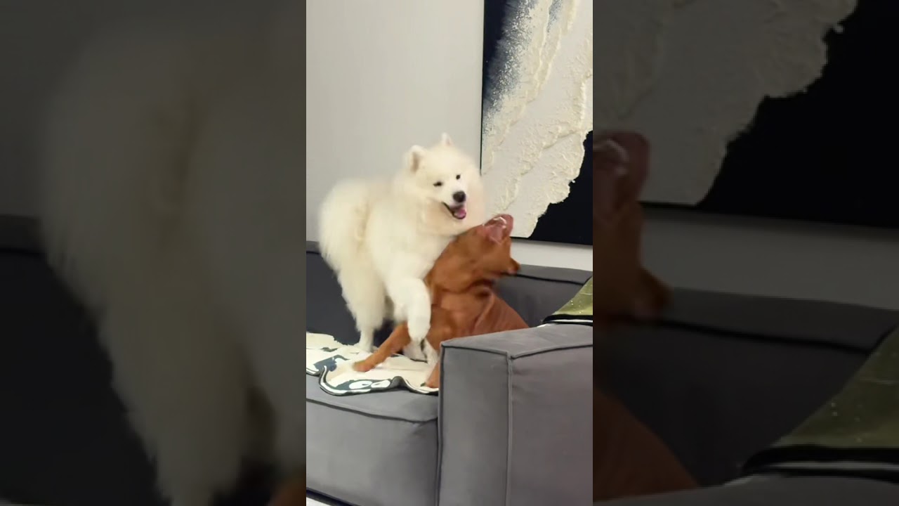 #funny  #funnyvideos #fyp #pov #foryoupage #fypシ #foryou#ytb