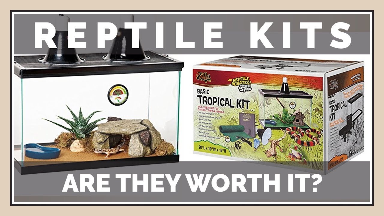 Should you buy Reptile Starter Kits? Are they Worth the Money?