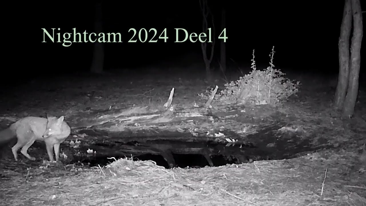Deel 4 Wilde Veluwe Dag & Nacht 2024 movie