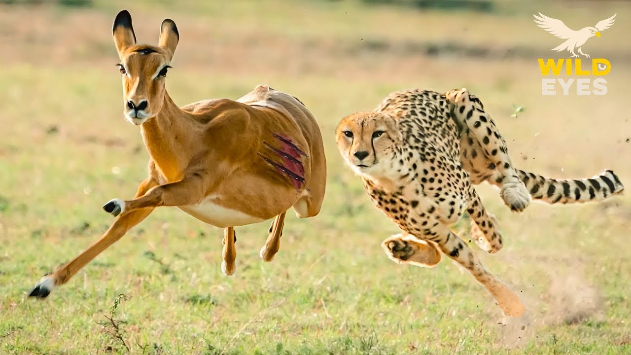 WILD SAVANNAH: CHEETAHS &ndash; RULERS of SPEED and SHADOW HUNTS | Wildlife Documentary