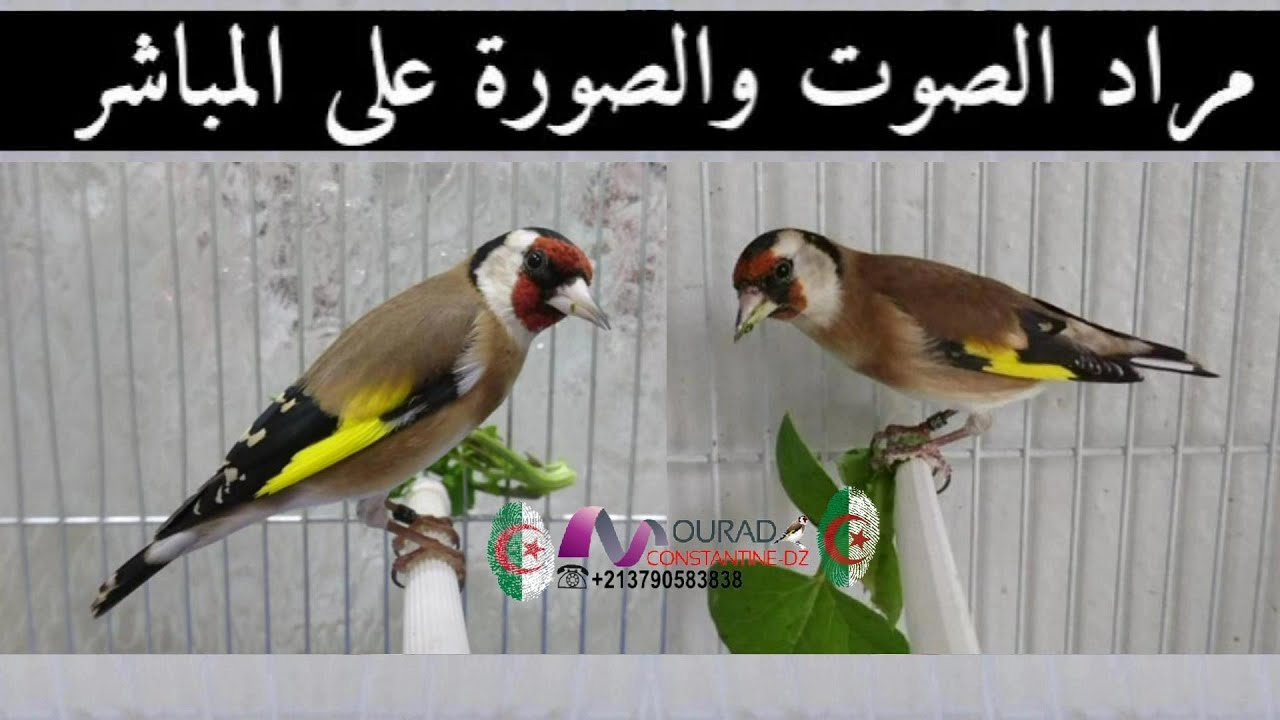 2021 مراد يشرح كيفية التعرف على الحسون البارفا والانيق وتفريق بينهما