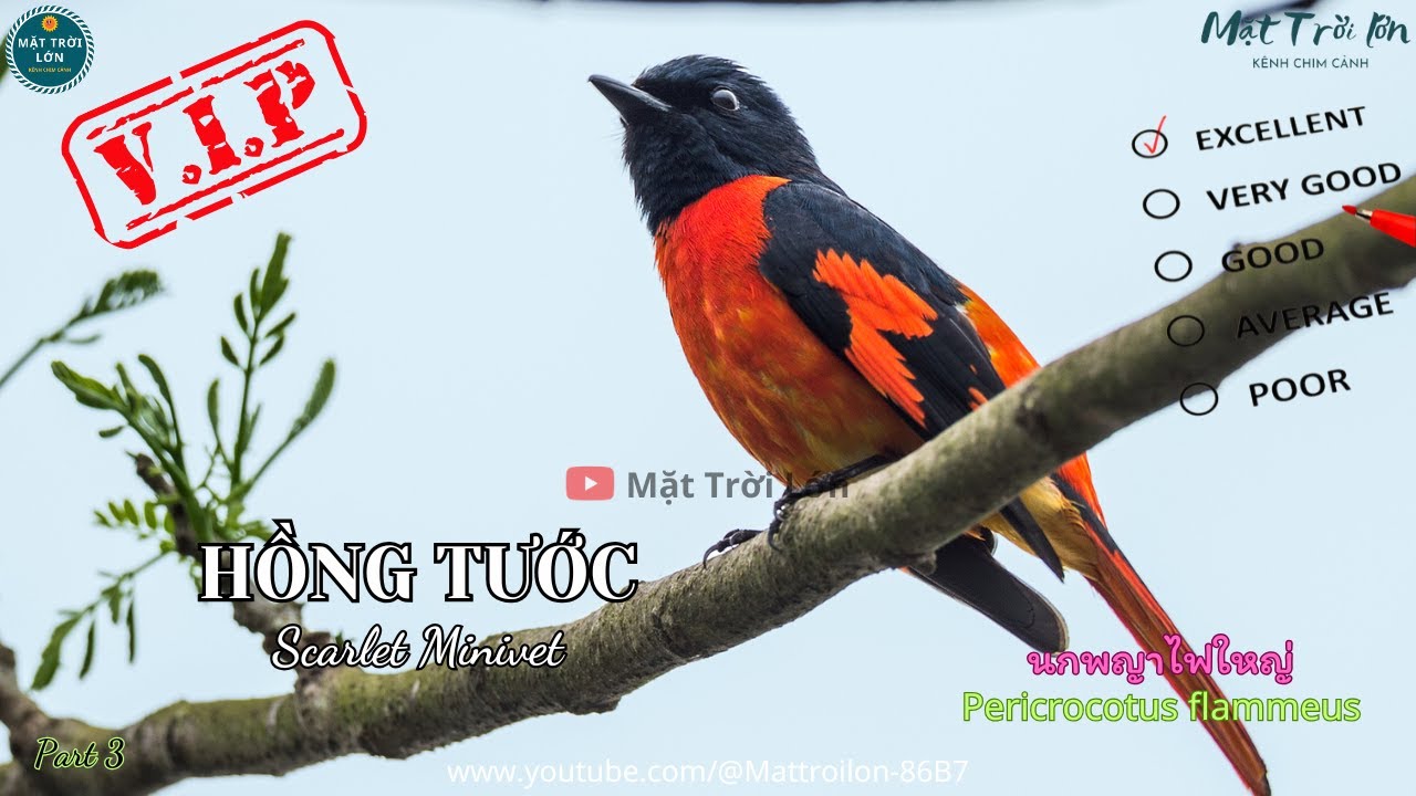 ✅Tiếng chim Hồng tước mồi hót đấu chuẩn mp3 | Phường chèo đỏ lớn | Scarlet Minivet | นกพญาไฟใหญ่