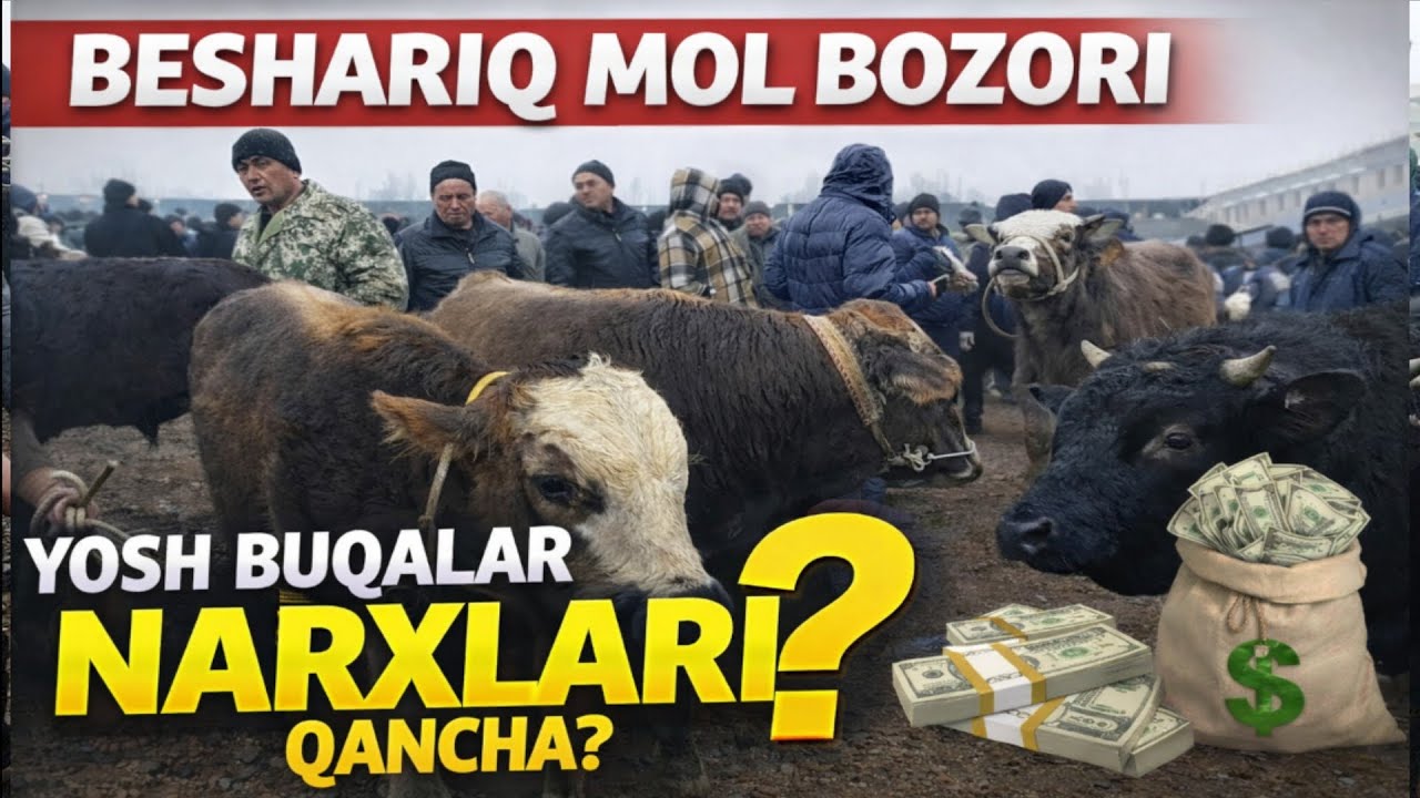 👉 Beshariq mol bozori 2026 | Yosh buqalar narxlari bugun