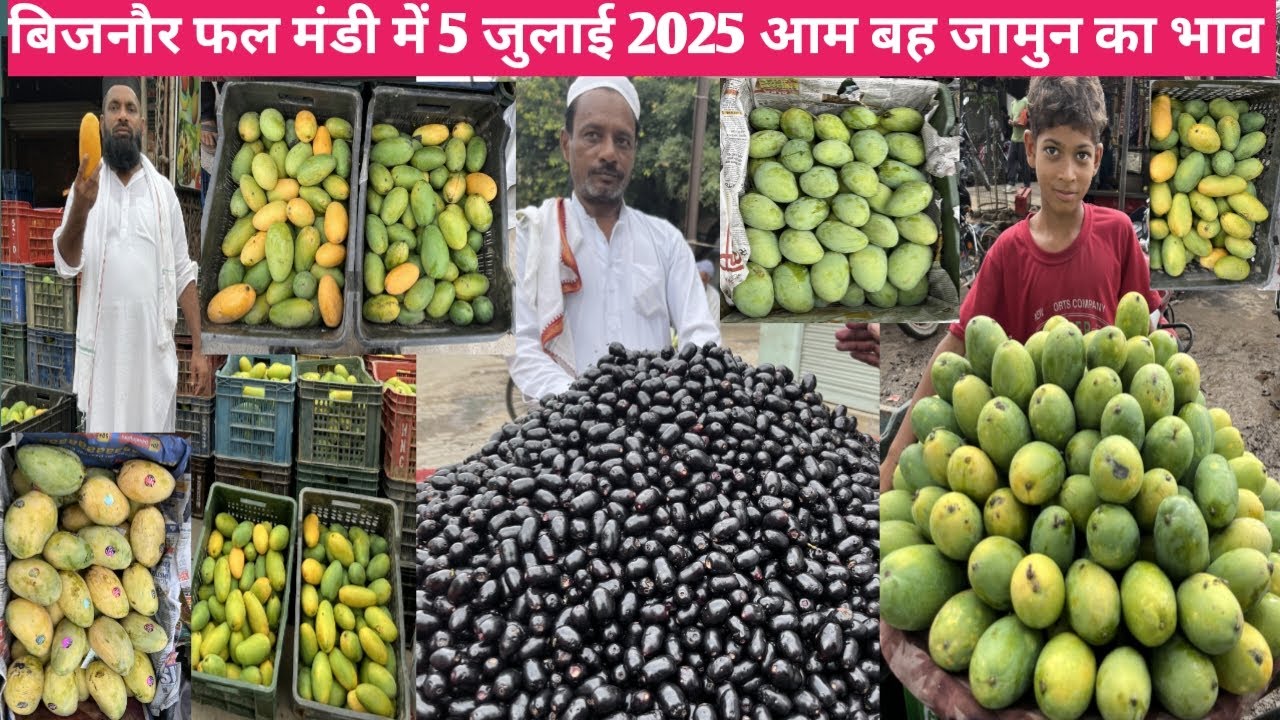 5 जुलाई 2025 आम वह जामुन का भाव बिजनौर फल मंडी | 🥭🥭 mango price today in bijnor fal mandi | RED FISH