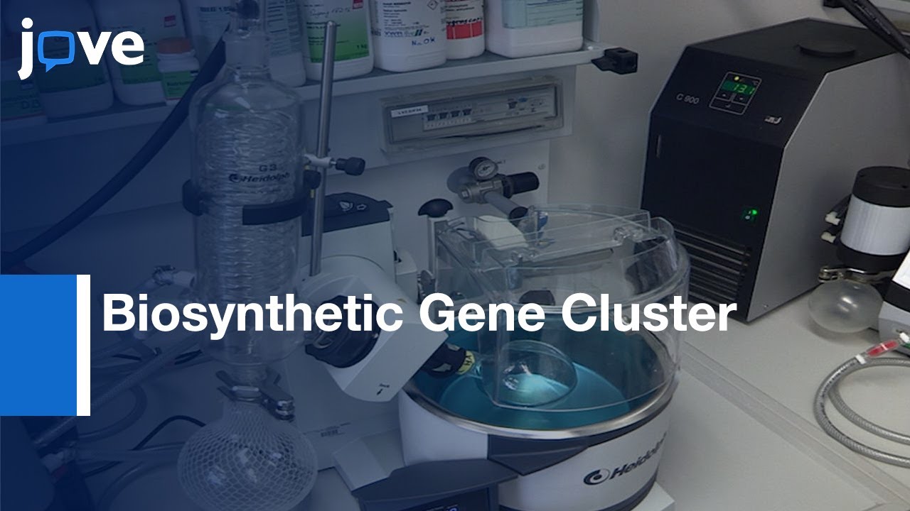 Biosynthetic Gene Cluster : Polyketomycin Demonstration | Protocol Preview