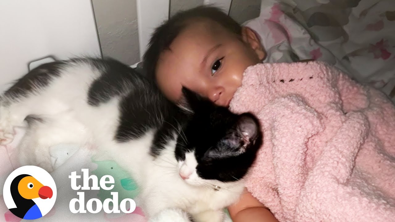 Кошки, которые любят детей | Додо
