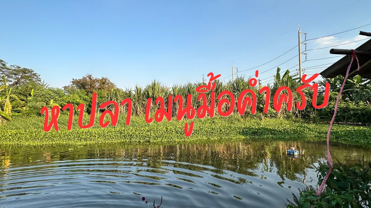 David Gun กำลังถ่ายทอดสด! 2026-02-01 หาปลาที่สวนใจกลางเมืองอุตสาหกรรมครับ