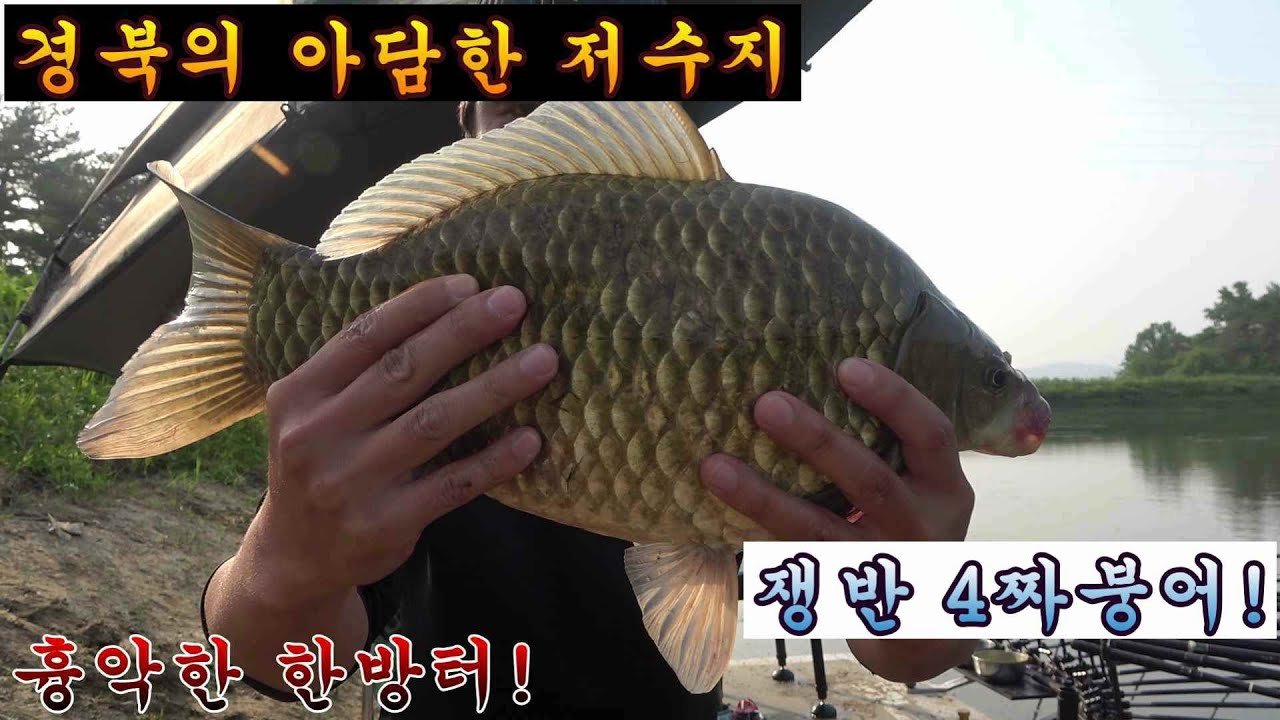 경북 소류지에서 만난 쟁반 4짜 붕어!