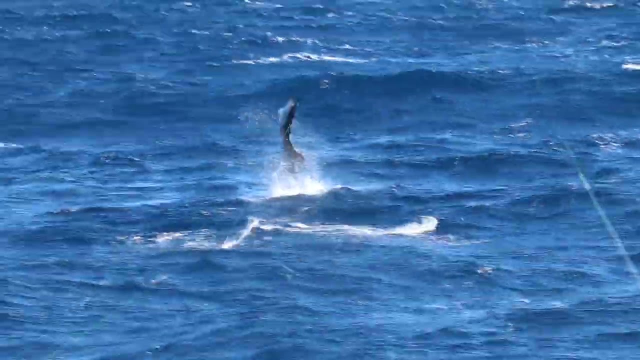Tripled up on Sailfish in Guatemala.