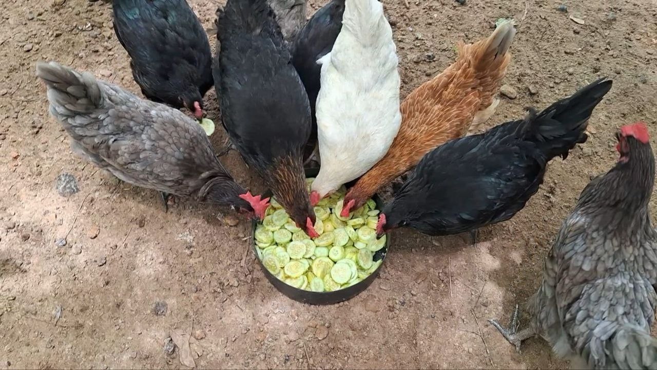 APENAS ESSE FRUTO Pode SALVAR Suas Galinhas de Doenças! É SIMPLES e Está Protegendo  as Galinhas