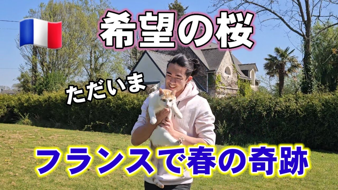 【奇跡の復活】嵐で倒れた桜が開花•家族と猫が集うフランスの春。次男久々帰宅