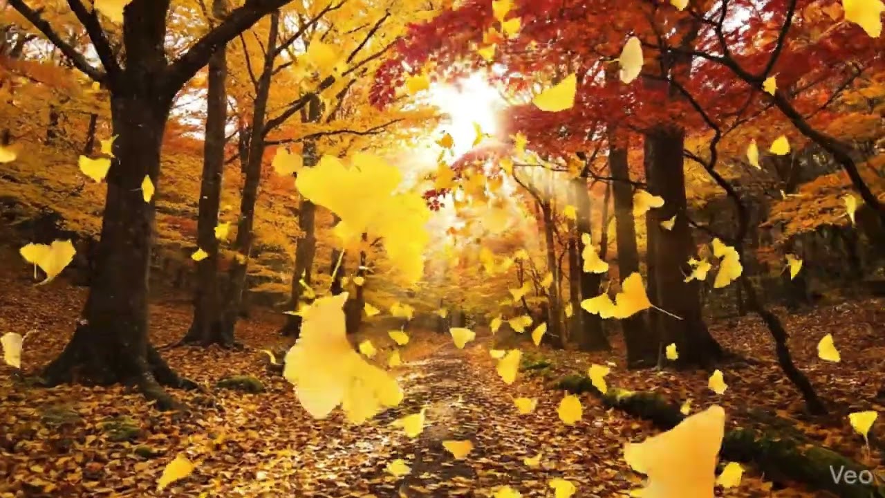 Maple Forest