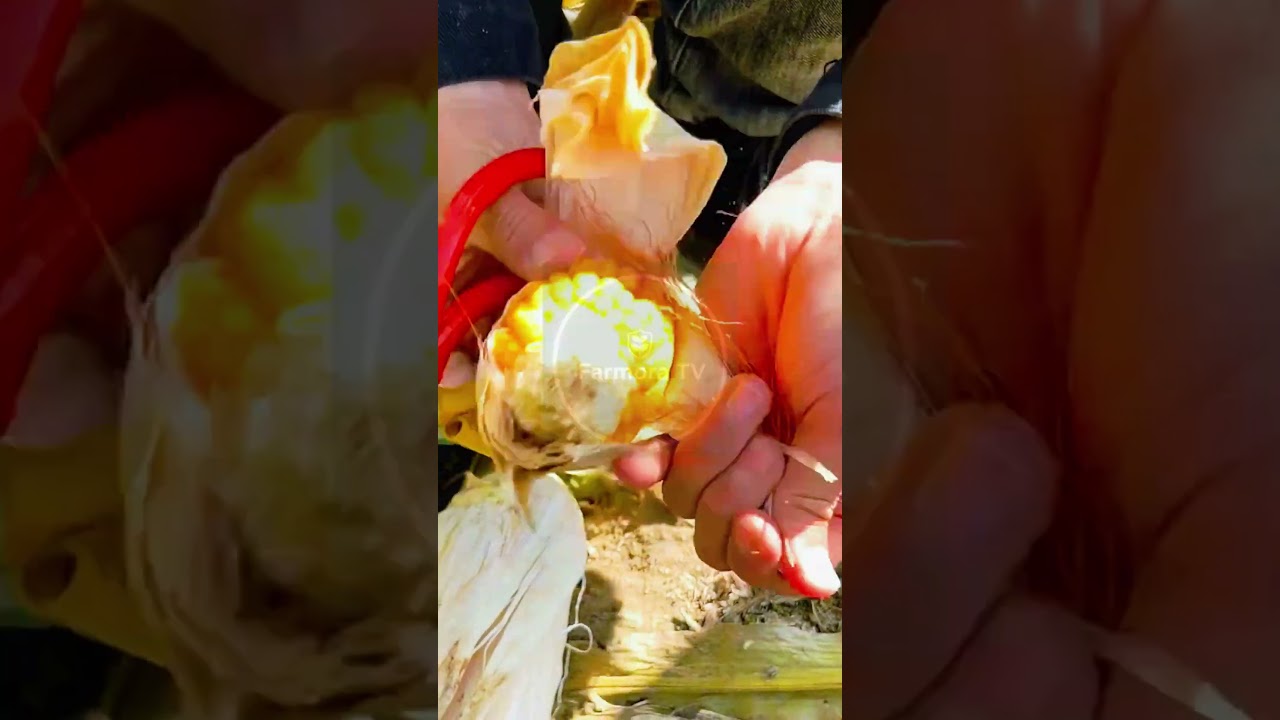 Golden Harvest: The Ultimate Corn Reveal! 🌽✨ #farmoratv #nature #asmr