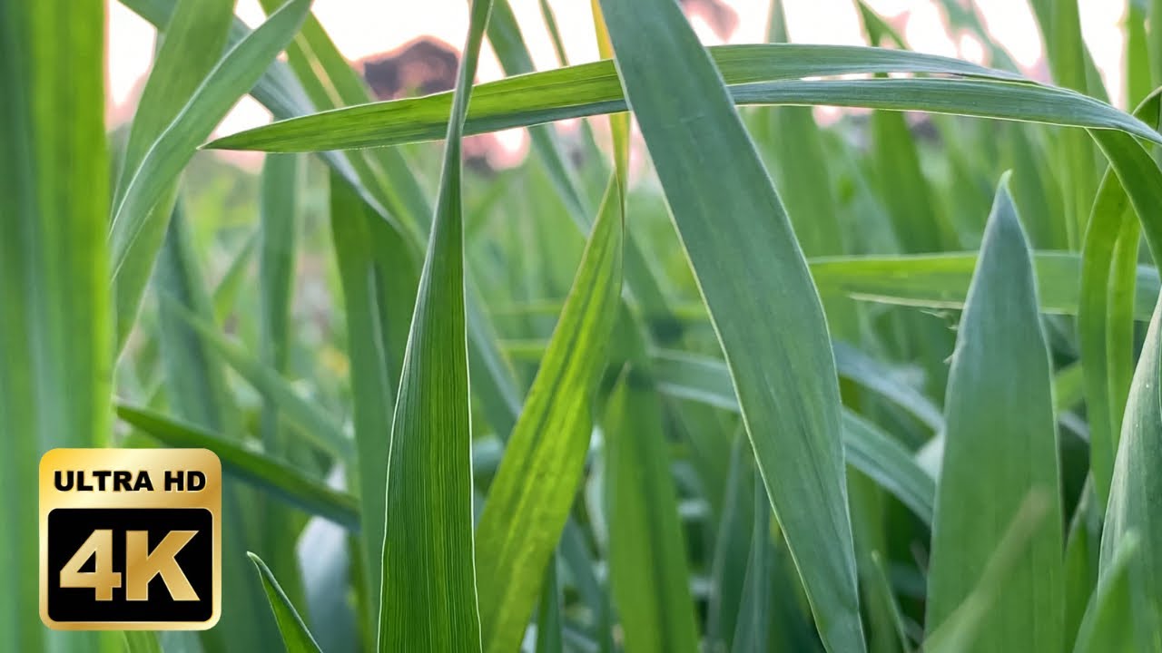 Green Wheat Video footage 4K Ultra HD 🌾| Green Wheat plants 🌱 | #wheat #green #video