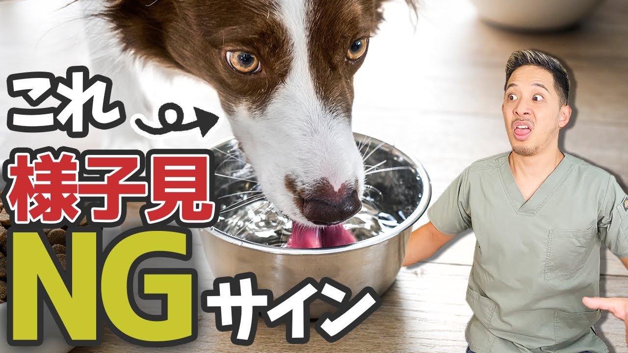 即動物病院へ！絶対に様子を見てはいけない死に繋がるサイン５選を獣医師が教えます