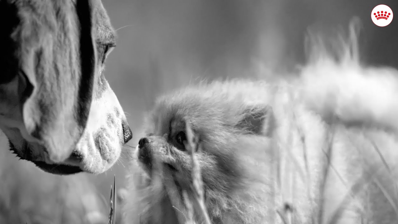 Incredibly Unique: K&ouml;pek Yavruları 6 Kat Hızlı B&uuml;y&uuml;r