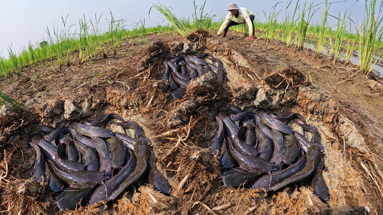 Wow Amazing Top Video - Skills fisherman catch fish & pick a lot of eggs in rice field under grass