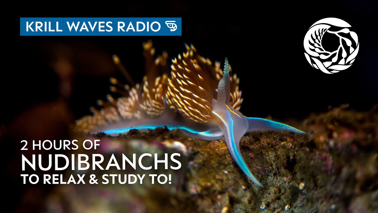 2 Hours of Nudibranchs to Relax/Study To | Lofi Hip Hop | Monterey Bay Aquarium Krill Waves Radio