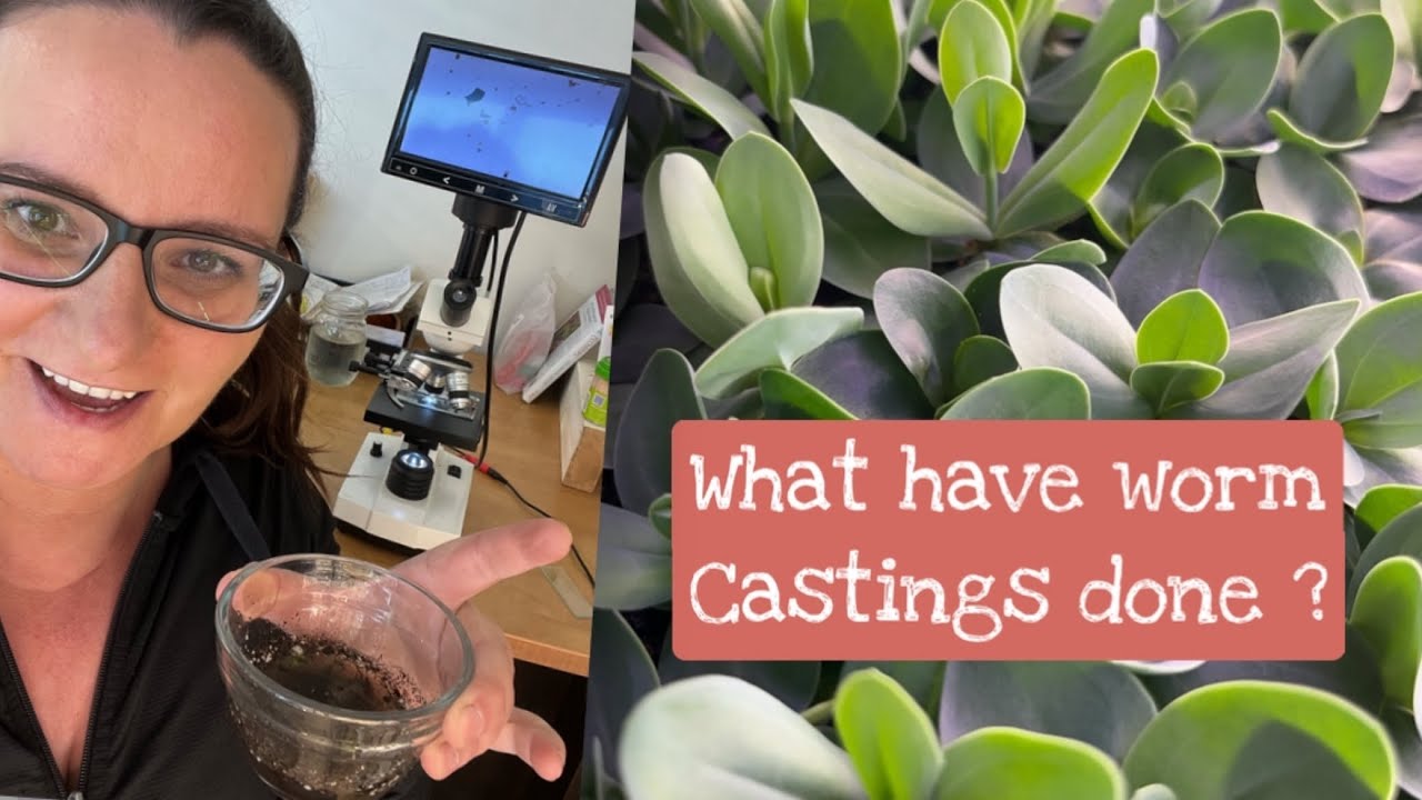 Farm vlog update. Worm castings have changed my soil. A look under the microscope.