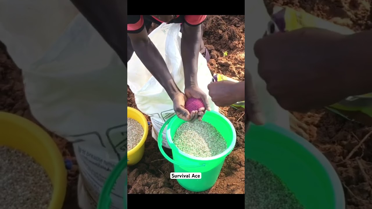 Alfalfa lucern grass seeds #farming #lucerne #alfalfa #village #villagelife #villagevlog #shorts