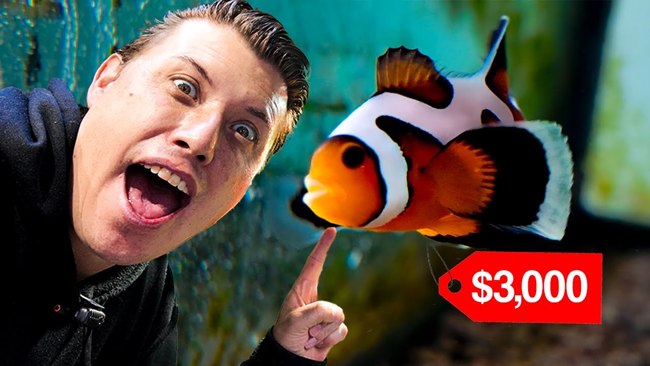 Encontr&eacute; los PECES payaso m&aacute;s EXOTICOS  de todo M&eacute;xico 