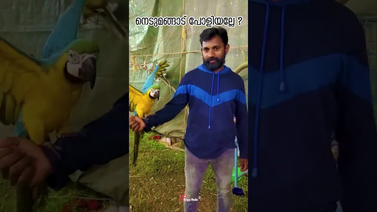 നെടുമങ്ങാട് പോളിയല്ലേ ? Onam Nedumangad Pet Show 2025 | Trivandrum 