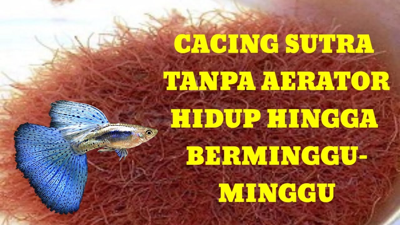 TIPS CARA MERAWAT CACING SUTRA TANPA AERATOR TAHAN HINGGA BERMINGGU - MINGGU | PAKAN CUPANG & GUPPY