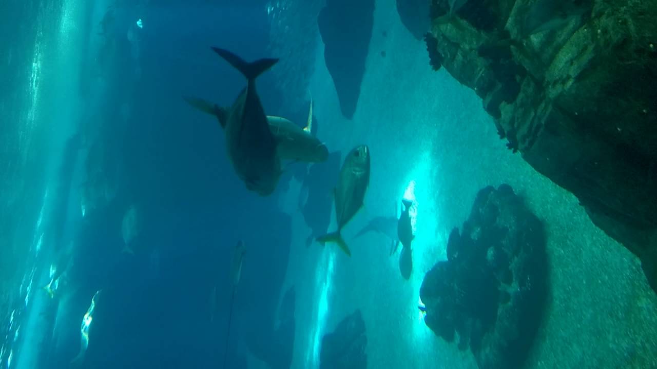 WP_20160515_14_31_33_Pro.mp4